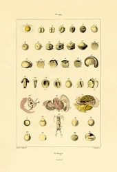 Ovologia